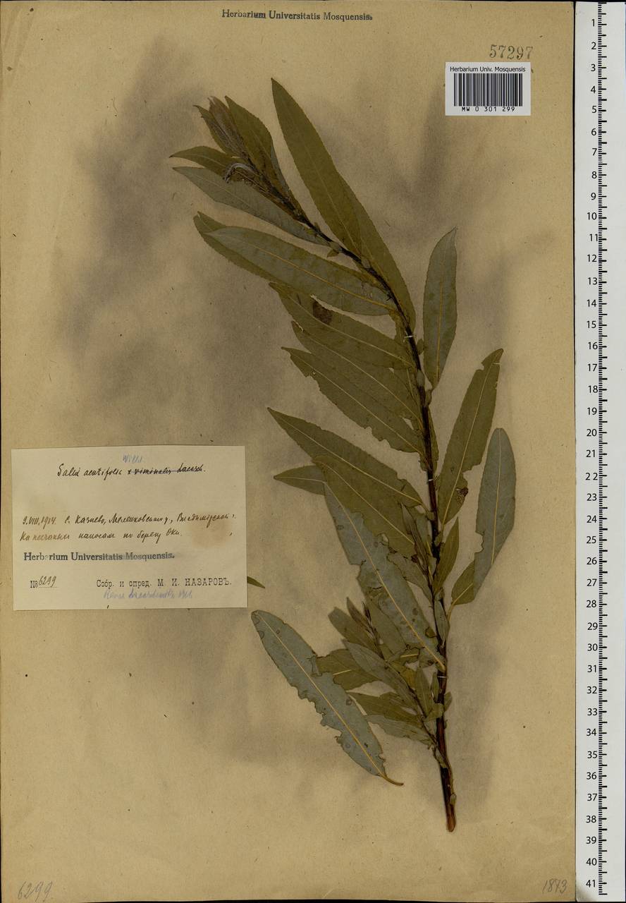 Salix acutifolia Willd., Eastern Europe, Central region (E4) (Russia)