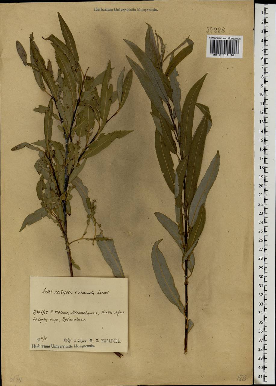 Salix acutifolia Willd., Eastern Europe, Central region (E4) (Russia)