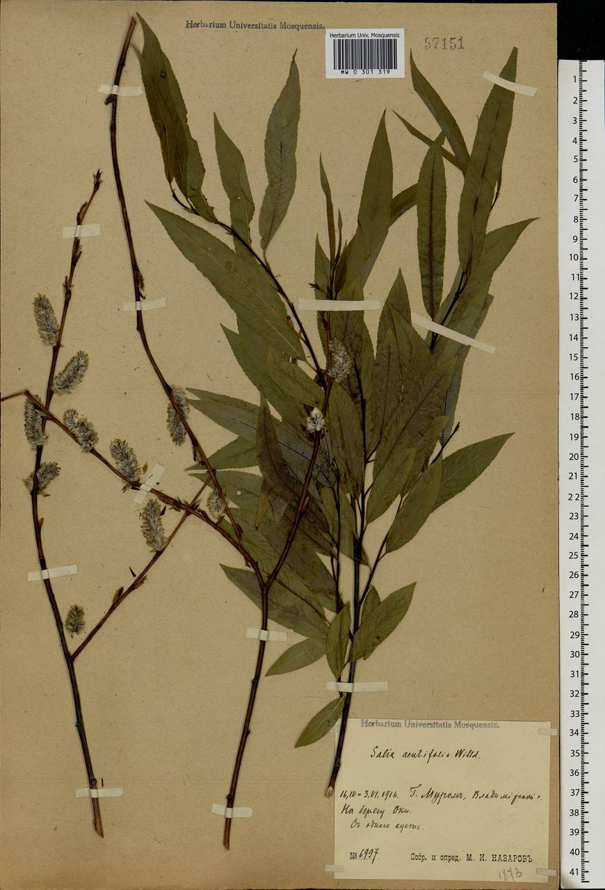 Salix acutifolia Willd., Eastern Europe, Central region (E4) (Russia)