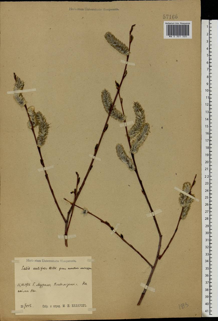 Salix acutifolia Willd., Eastern Europe, Central region (E4) (Russia)
