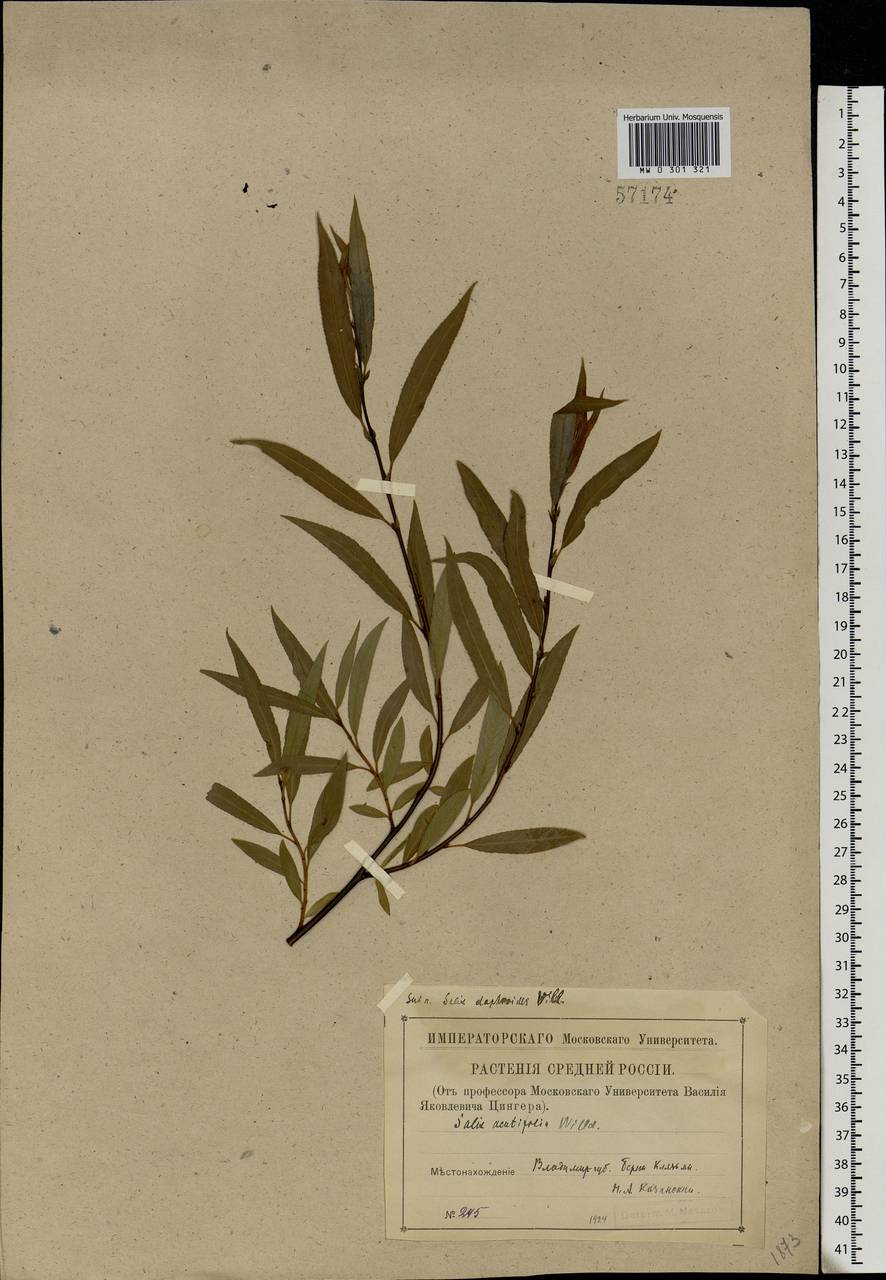 Salix acutifolia Willd., Eastern Europe, Central region (E4) (Russia)