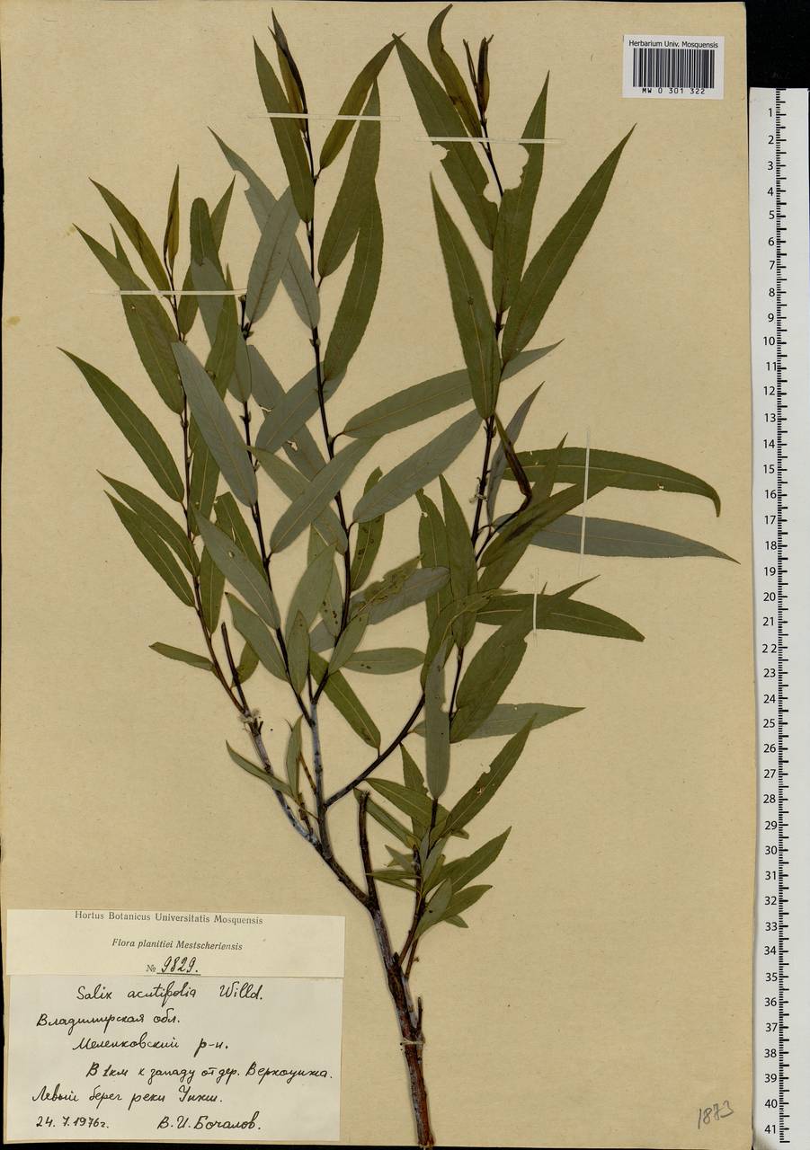 Salix acutifolia Willd., Eastern Europe, Central region (E4) (Russia)