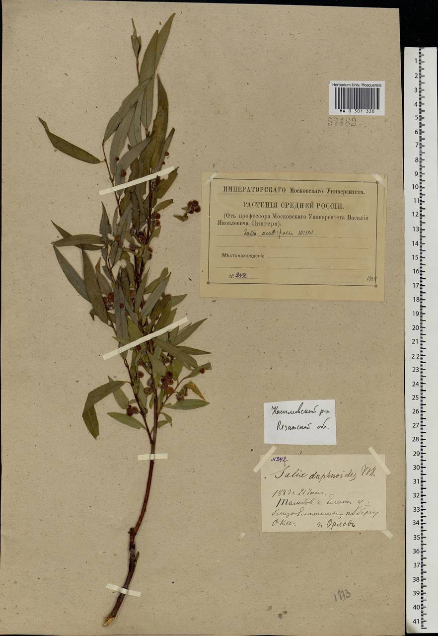 Salix acutifolia Willd., Eastern Europe, Central region (E4) (Russia)