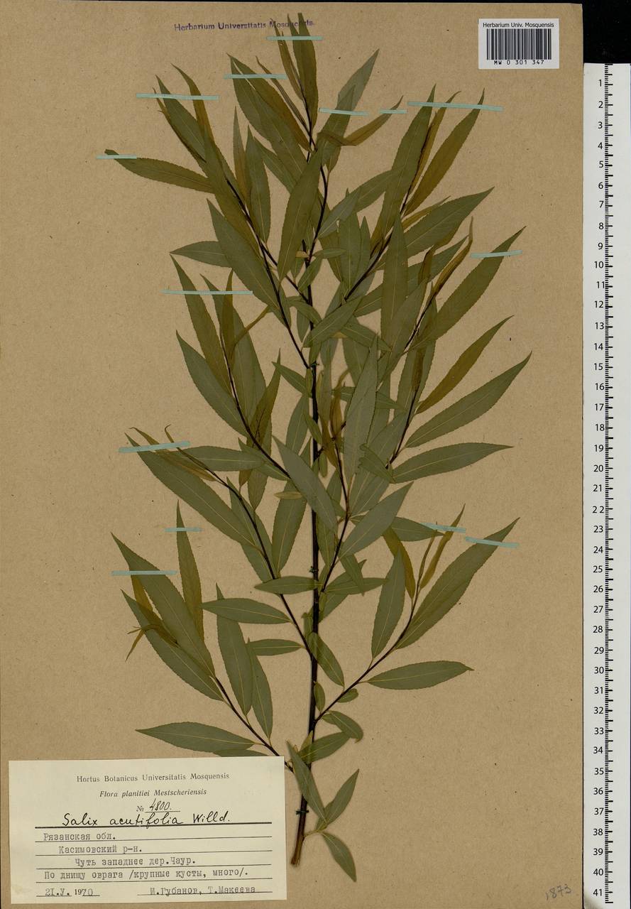 Salix acutifolia Willd., Eastern Europe, Central region (E4) (Russia)