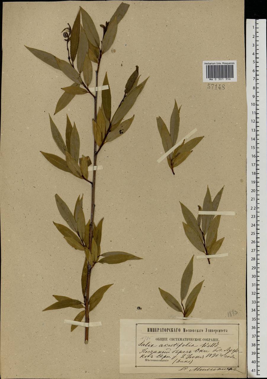 Salix acutifolia Willd., Eastern Europe, Moscow region (E4a) (Russia)