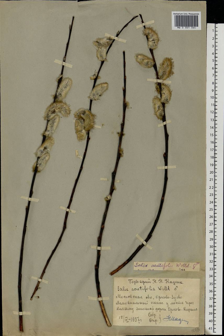 Salix acutifolia Willd., Eastern Europe, Moscow region (E4a) (Russia)