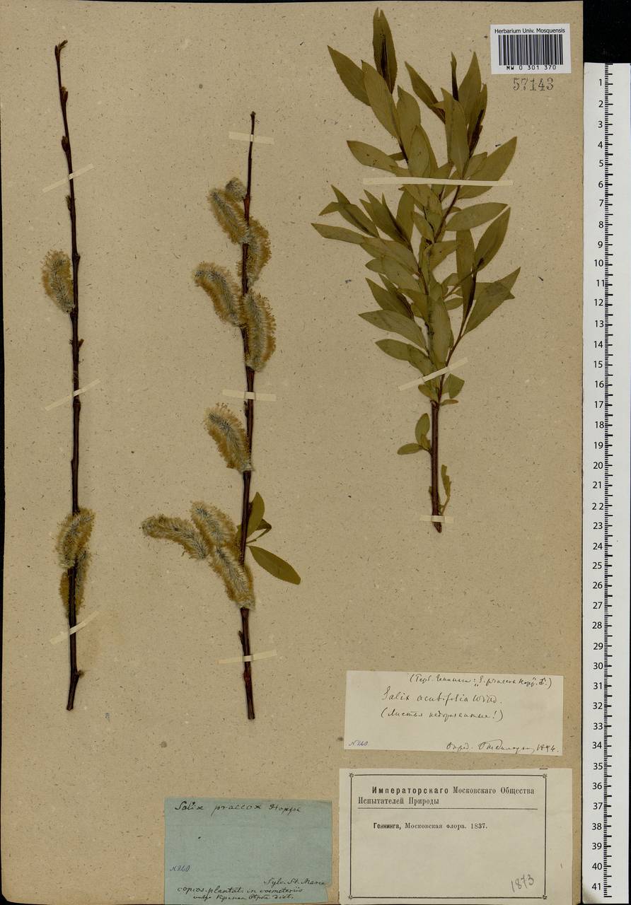 Salix acutifolia Willd., Eastern Europe, Moscow region (E4a) (Russia)