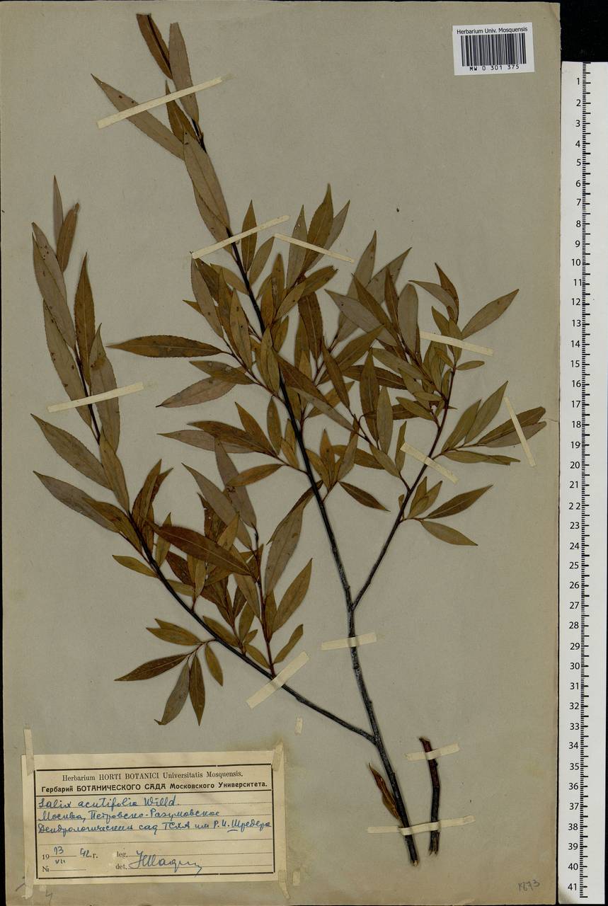 Salix acutifolia Willd., Eastern Europe, Moscow region (E4a) (Russia)