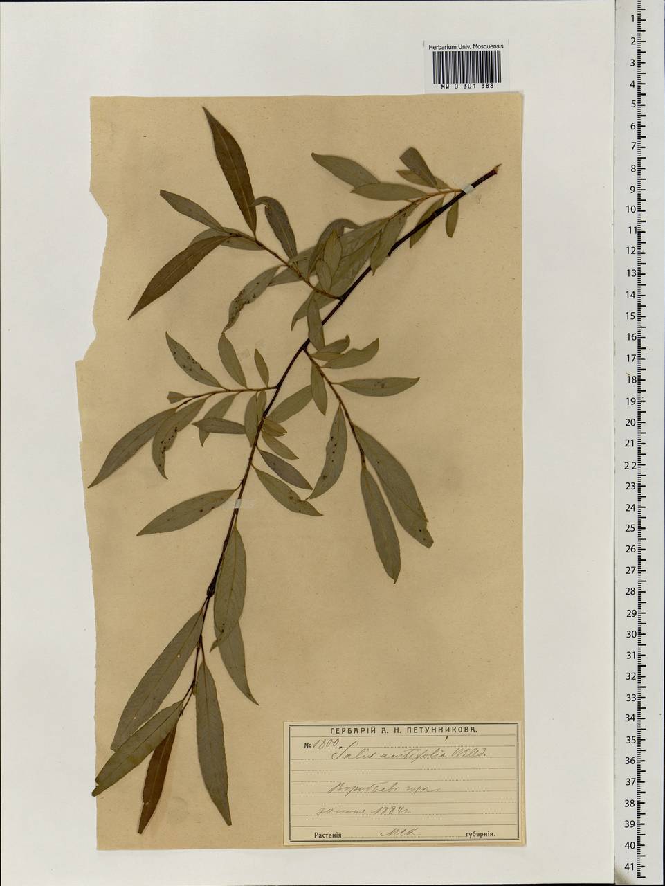 Salix acutifolia Willd., Eastern Europe, Moscow region (E4a) (Russia)