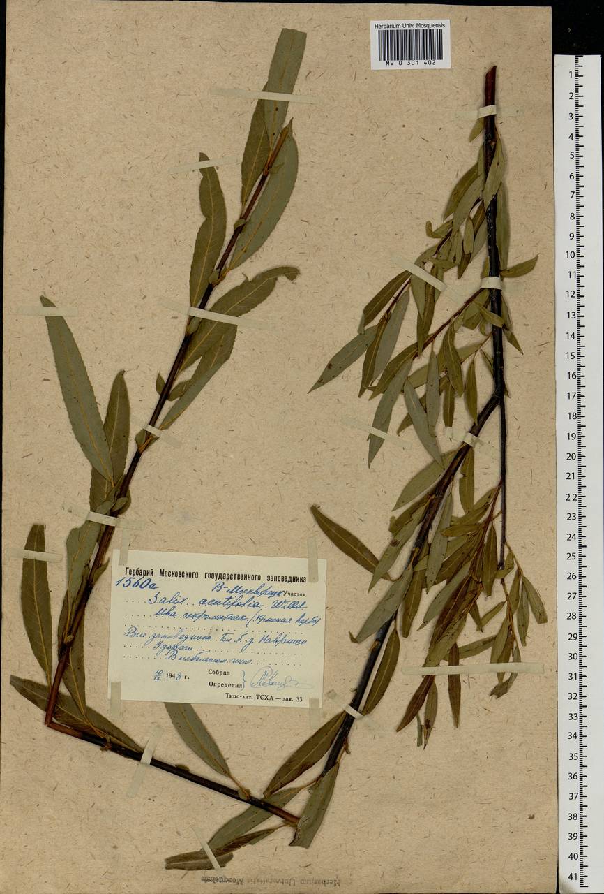 Salix acutifolia Willd., Eastern Europe, Moscow region (E4a) (Russia)