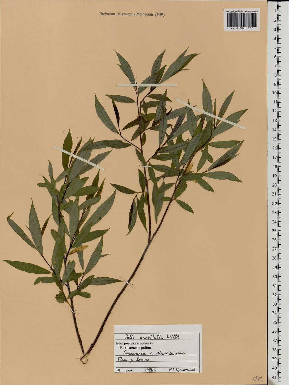 Salix acutifolia Willd., Eastern Europe, Central forest region (E5) (Russia)
