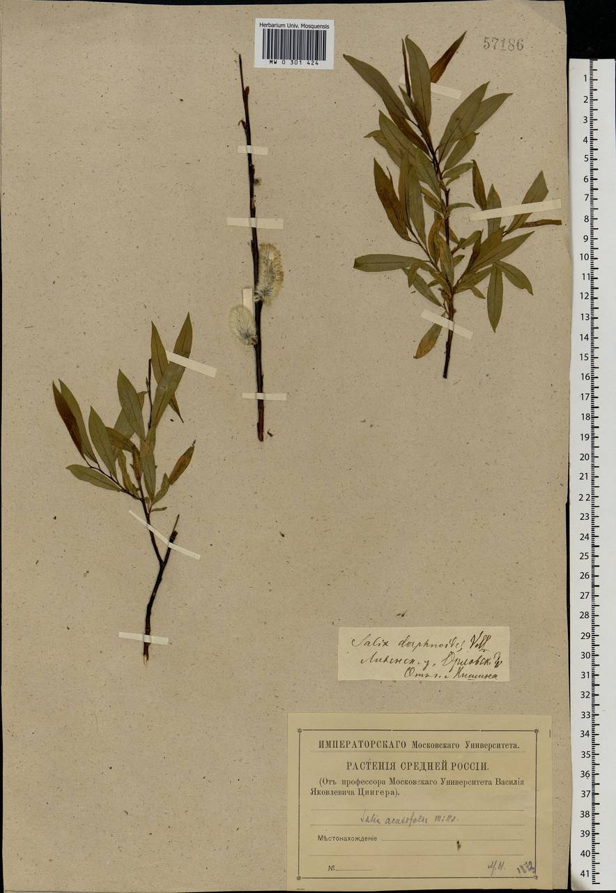 Salix acutifolia Willd., Eastern Europe, Central forest-and-steppe region (E6) (Russia)