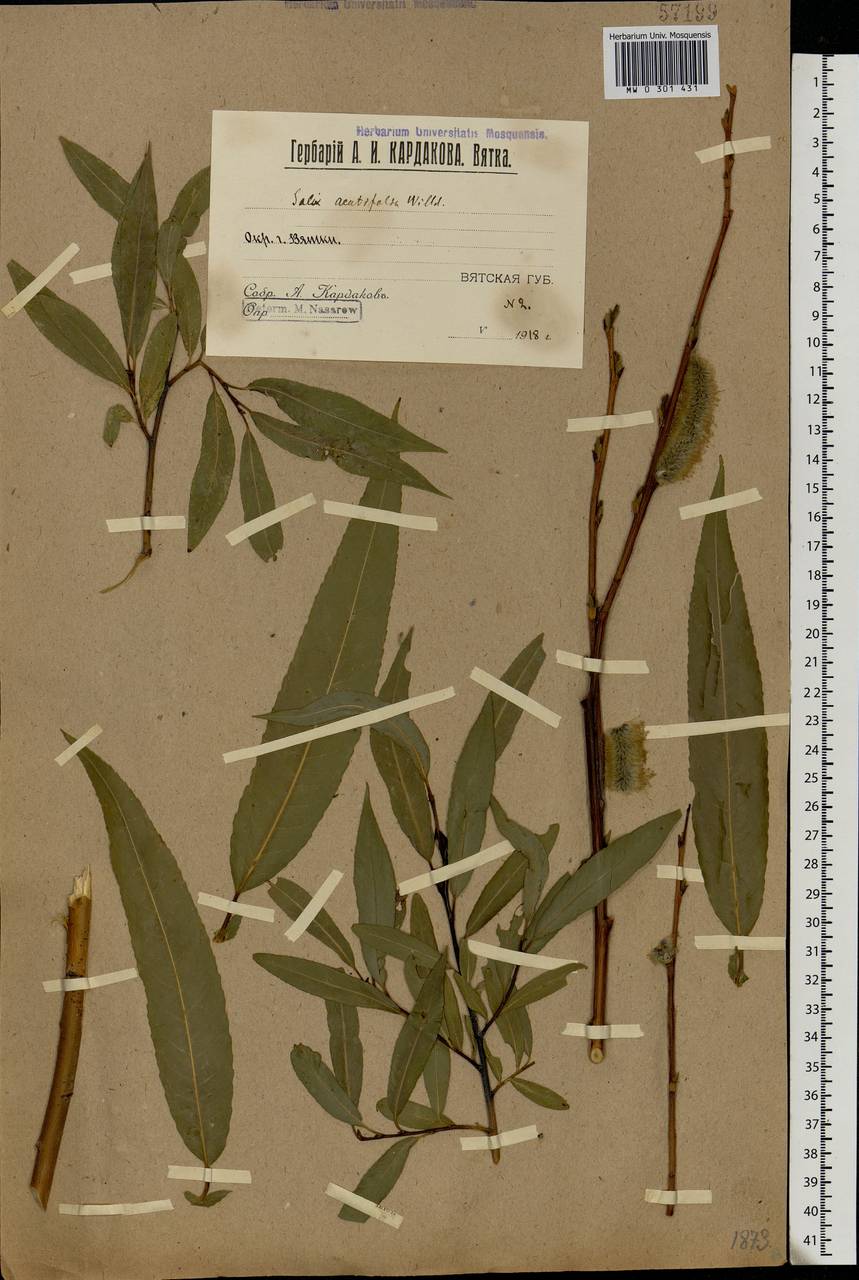 Salix acutifolia Willd., Eastern Europe, Volga-Kama region (E7) (Russia)