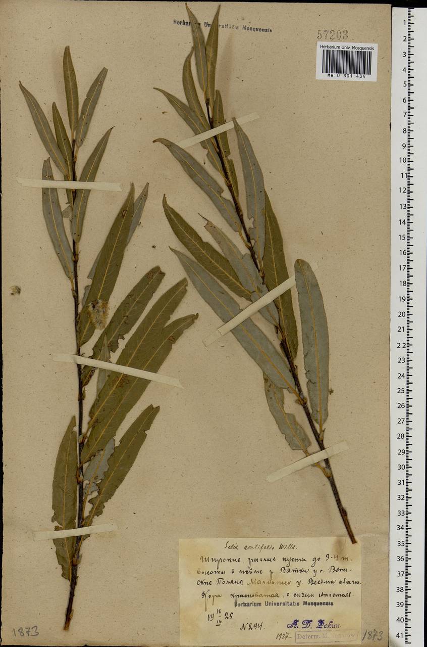 Salix acutifolia Willd., Eastern Europe, Volga-Kama region (E7) (Russia)