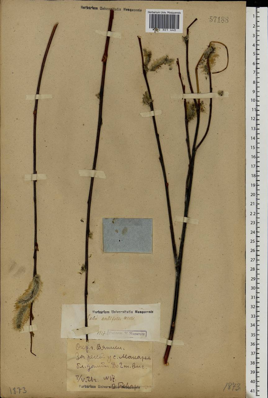 Salix acutifolia Willd., Eastern Europe, Volga-Kama region (E7) (Russia)