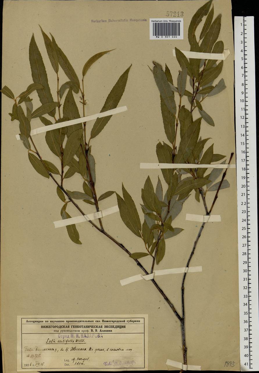 Salix acutifolia Willd., Eastern Europe, Volga-Kama region (E7) (Russia)