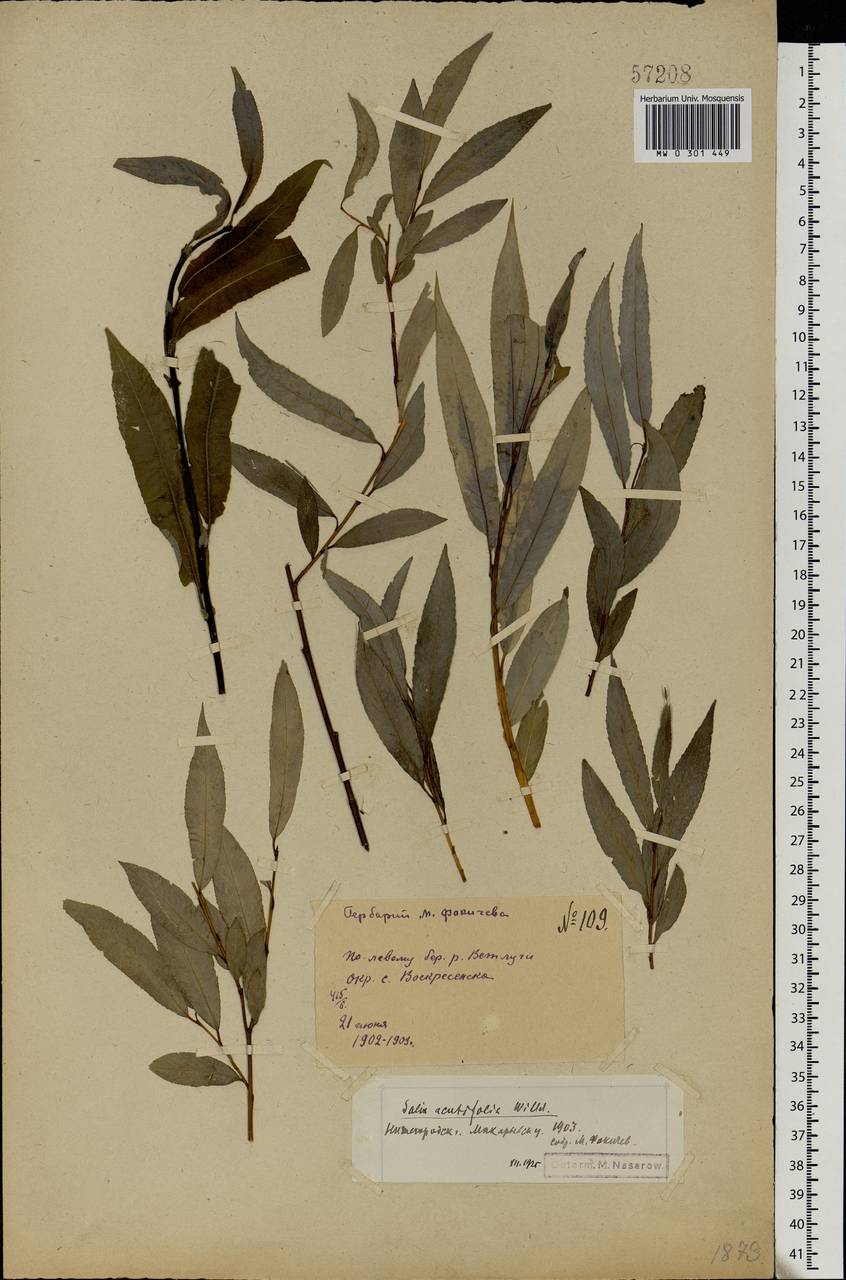 Salix acutifolia Willd., Eastern Europe, Volga-Kama region (E7) (Russia)