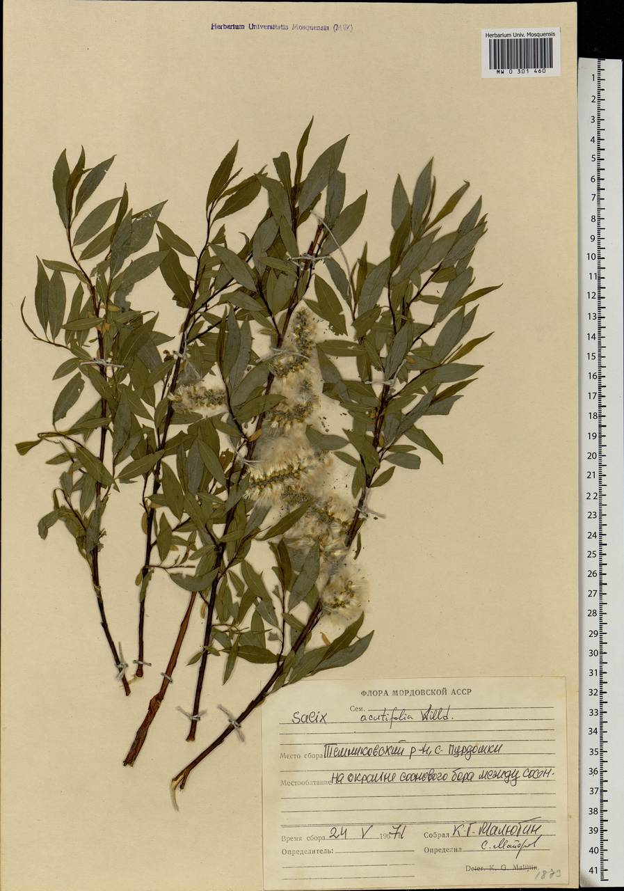 Salix acutifolia Willd., Eastern Europe, Middle Volga region (E8) (Russia)