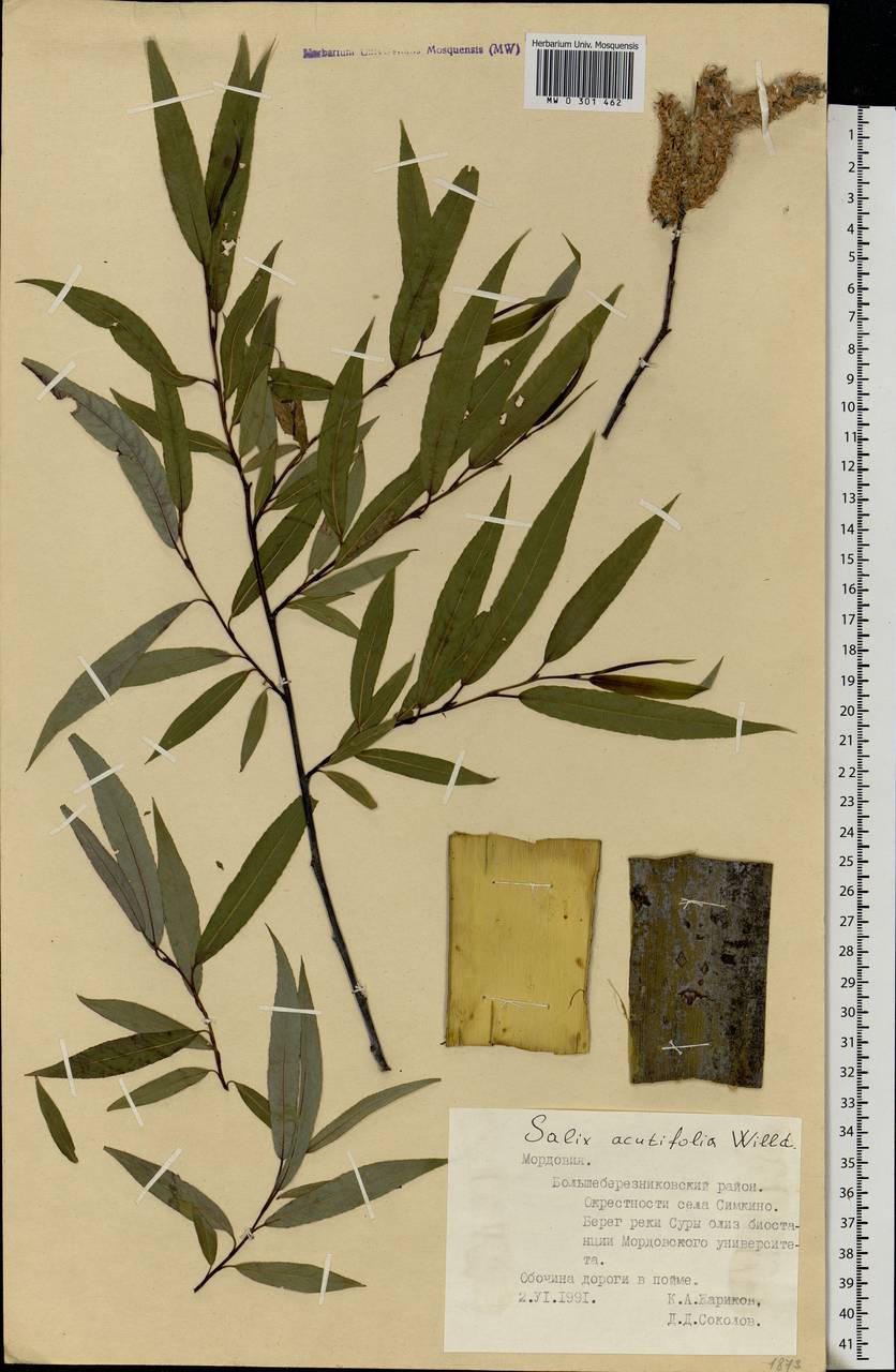 Salix acutifolia Willd., Eastern Europe, Middle Volga region (E8) (Russia)