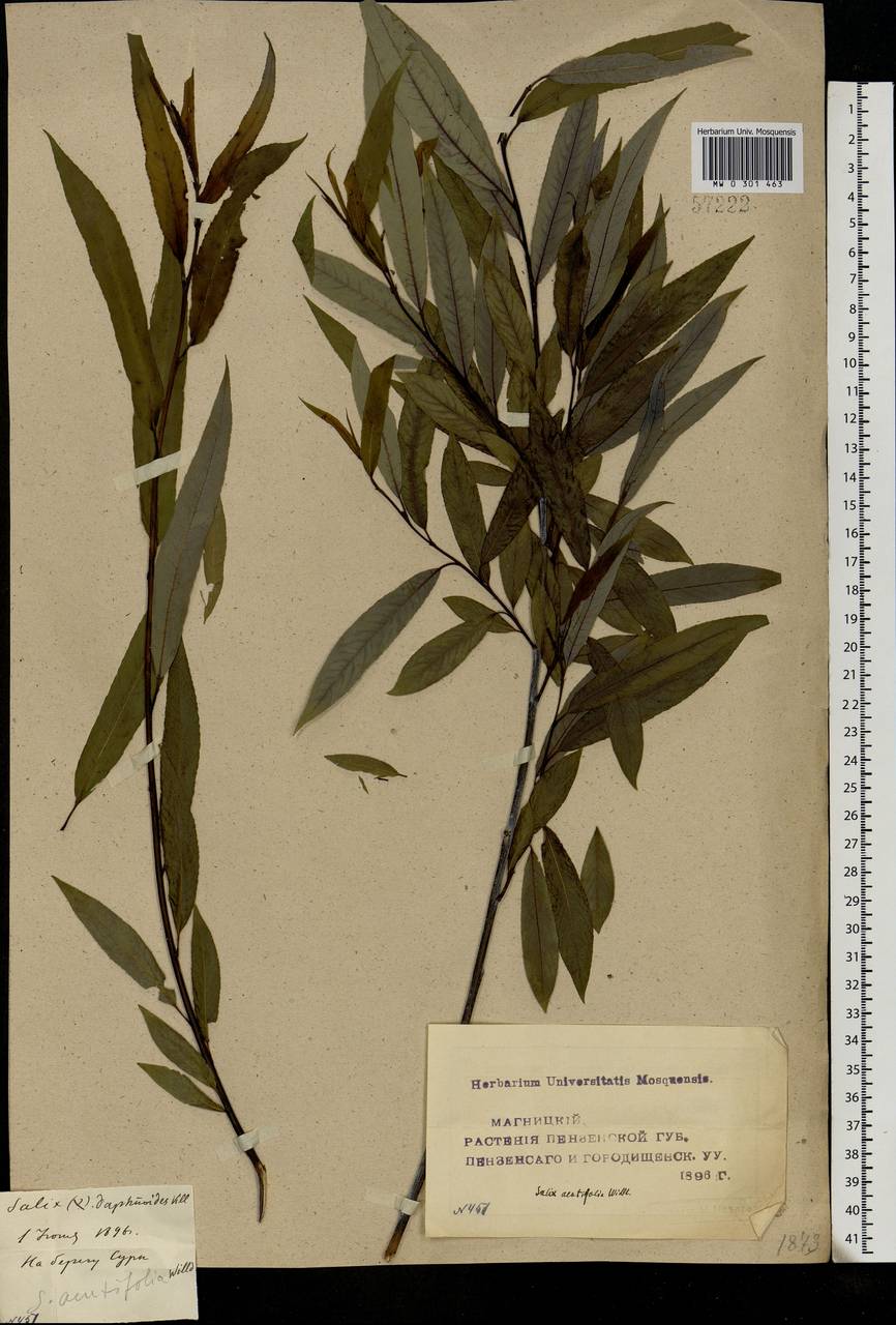 Salix acutifolia Willd., Eastern Europe, Middle Volga region (E8) (Russia)