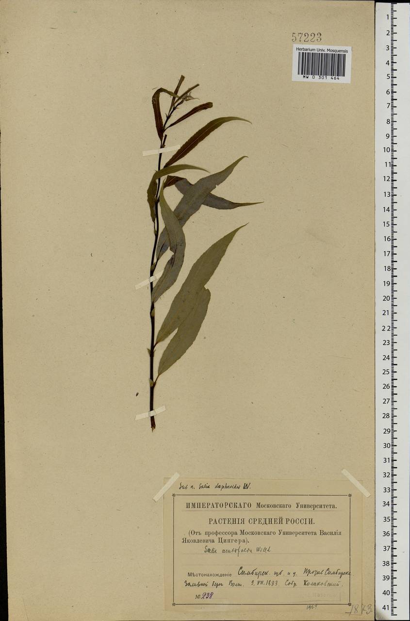 Salix acutifolia Willd., Eastern Europe, Middle Volga region (E8) (Russia)