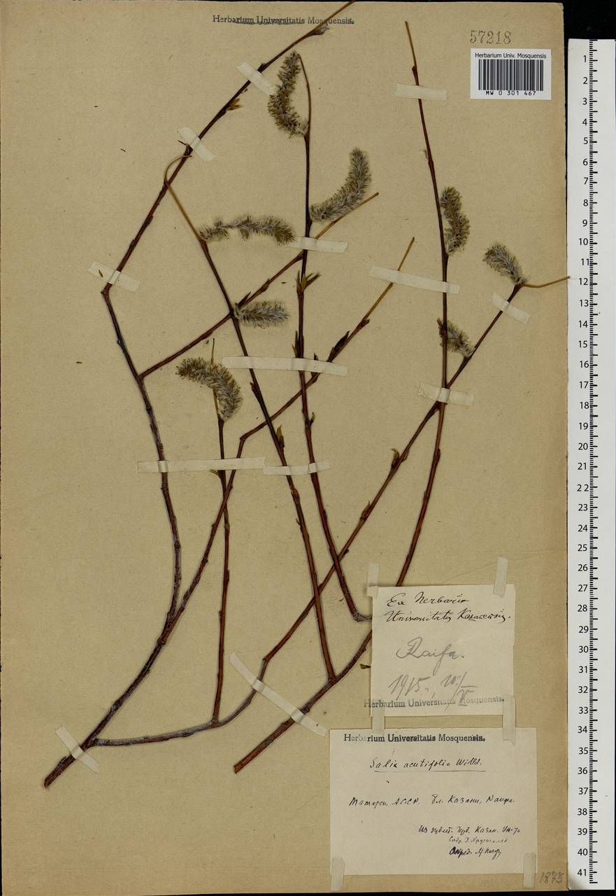 Salix acutifolia Willd., Eastern Europe, Middle Volga region (E8) (Russia)