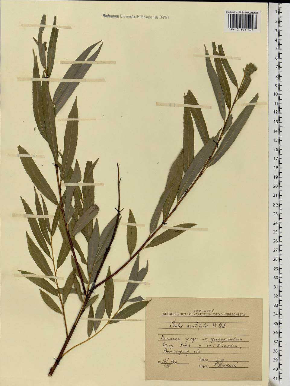Salix acutifolia Willd., Eastern Europe, Lower Volga region (E9) (Russia)