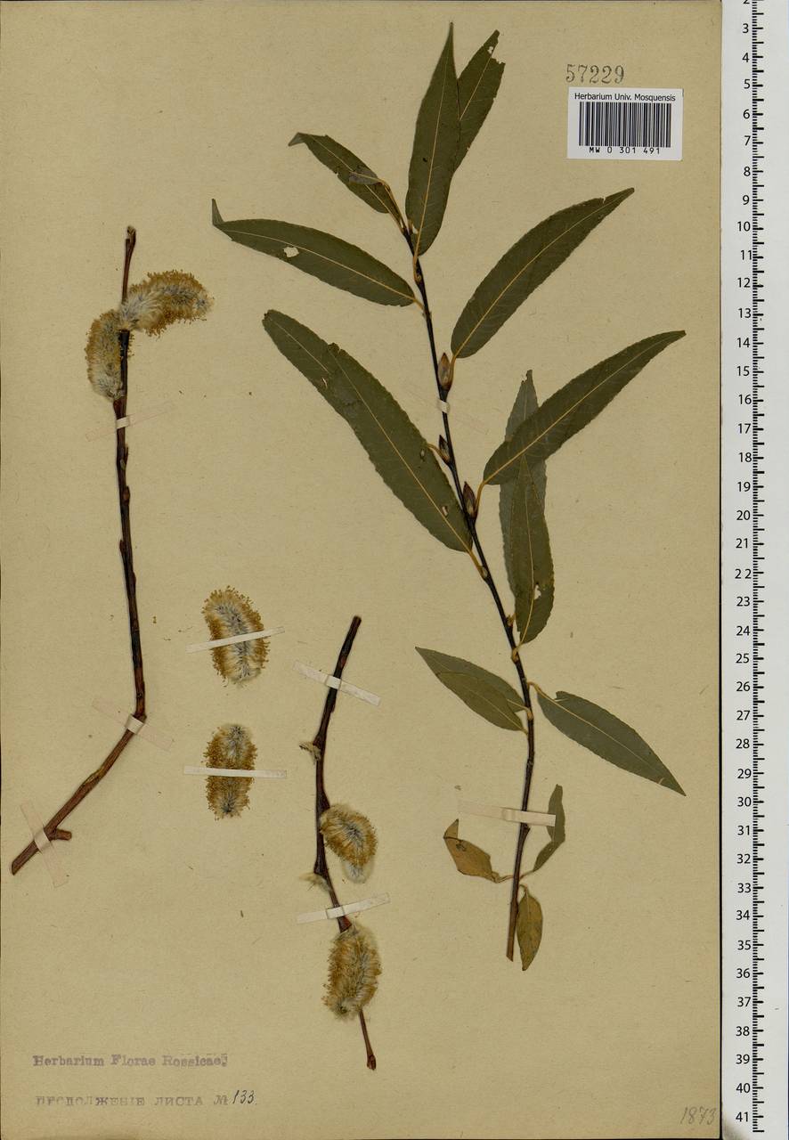 Salix acutifolia Willd., Eastern Europe, Eastern region (E10) (Russia)