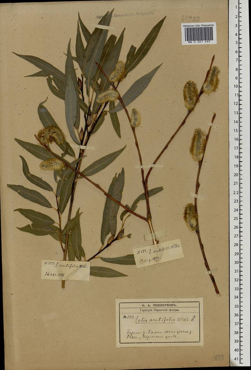 Salix acutifolia Willd., Eastern Europe, Eastern region (E10) (Russia)