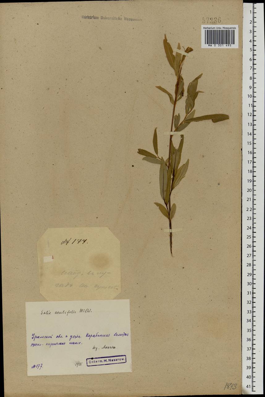 Salix acutifolia Willd., Middle Asia, Caspian Ustyurt & Northern Aralia (M8) (Kazakhstan)