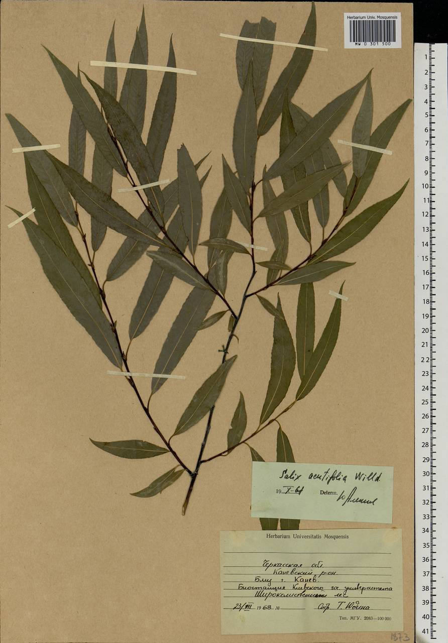 Salix acutifolia Willd., Eastern Europe, South Ukrainian region (E12) (Ukraine)