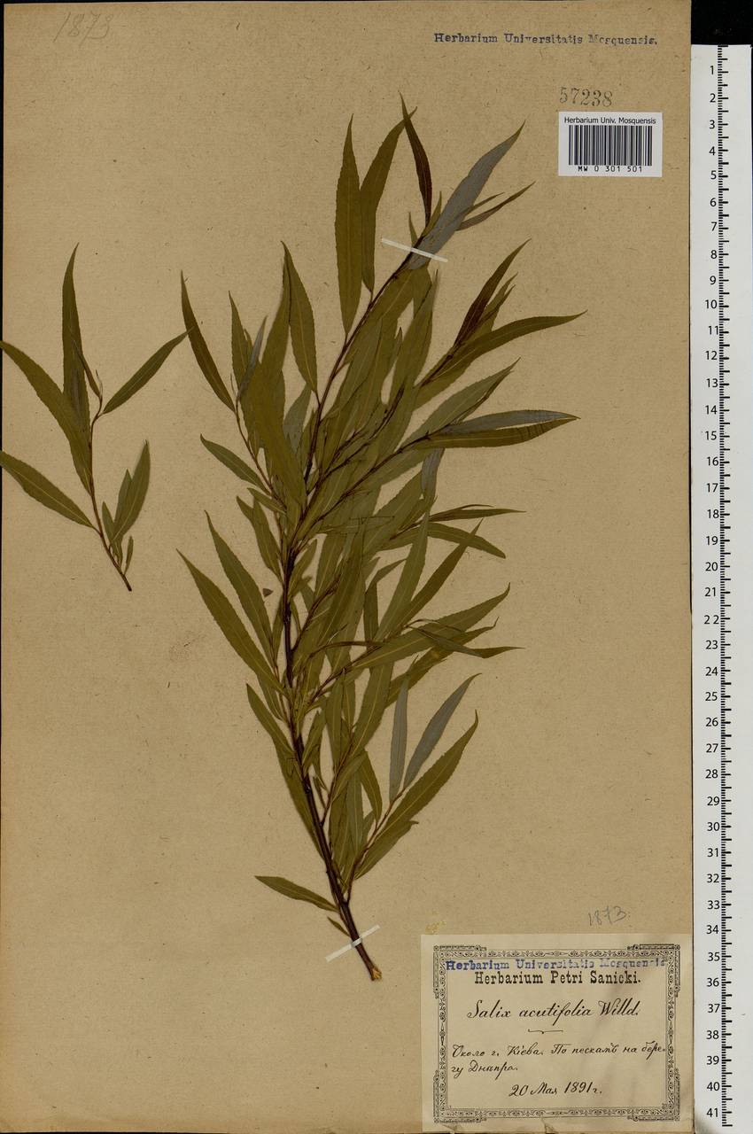 Salix acutifolia Willd., Eastern Europe, North Ukrainian region (E11) (Ukraine)
