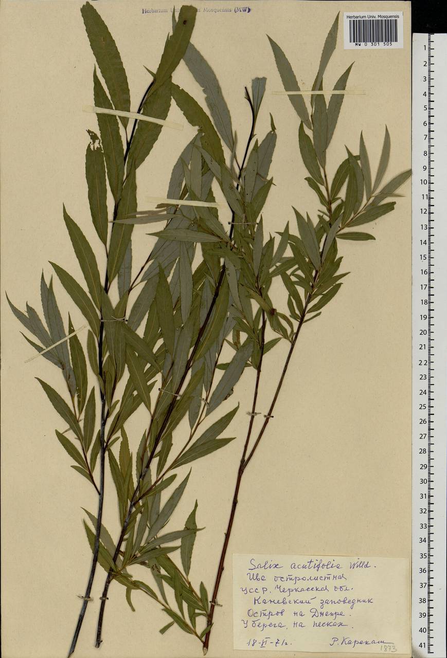 Salix acutifolia Willd., Eastern Europe, South Ukrainian region (E12) (Ukraine)