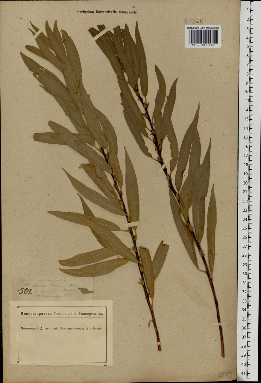 Salix acutifolia Willd., Eastern Europe, South Ukrainian region (E12) (Ukraine)