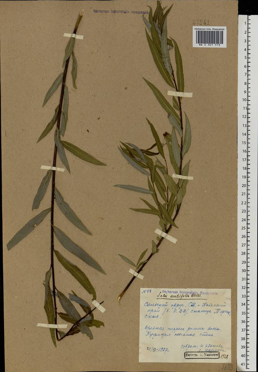 Salix acutifolia Willd., Eastern Europe, Rostov Oblast (E12a) (Russia)