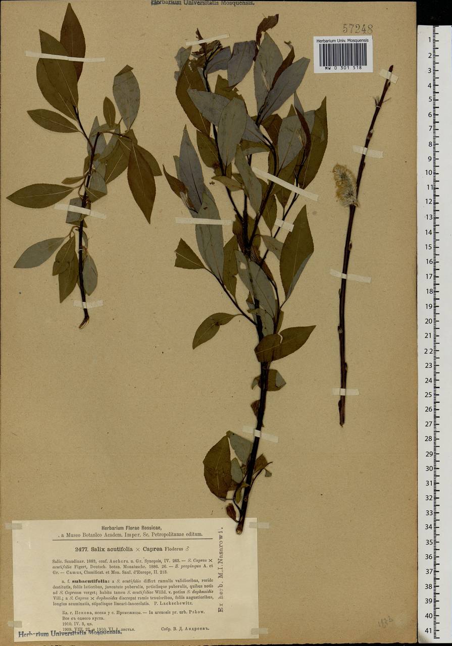 Salix acutifolia × caprea, Eastern Europe, North-Western region (E2) (Russia)