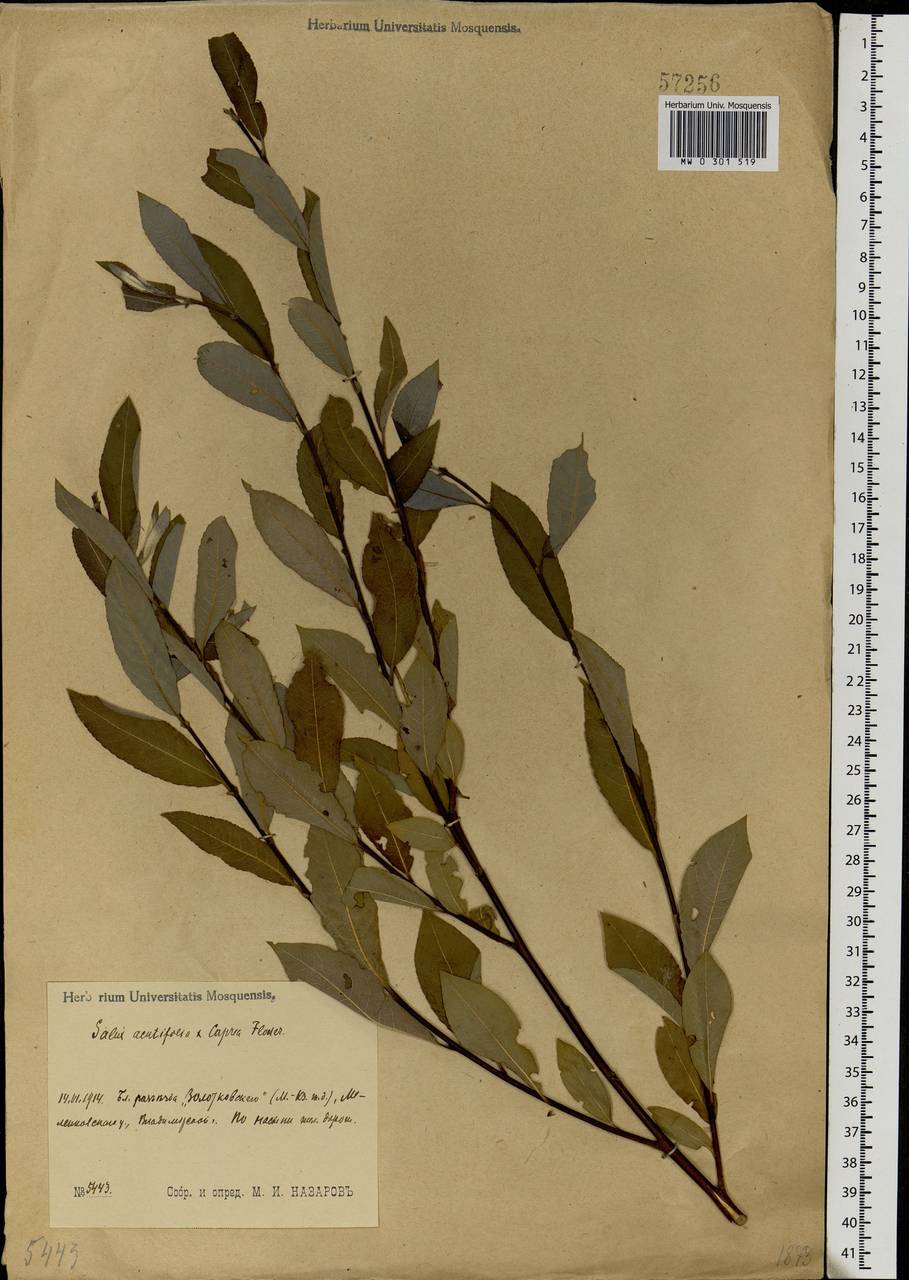 Salix acutifolia × caprea, Eastern Europe, Central region (E4) (Russia)