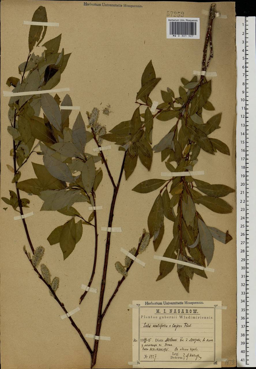 Salix acutifolia × caprea, Eastern Europe, Central region (E4) (Russia)