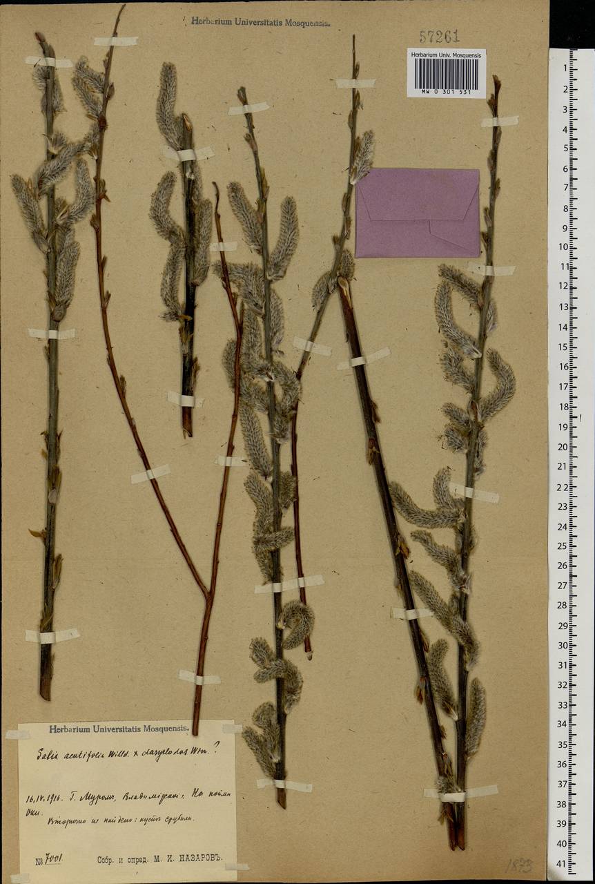 Salix acutifolia × dasyclados, Eastern Europe, Central region (E4) (Russia)