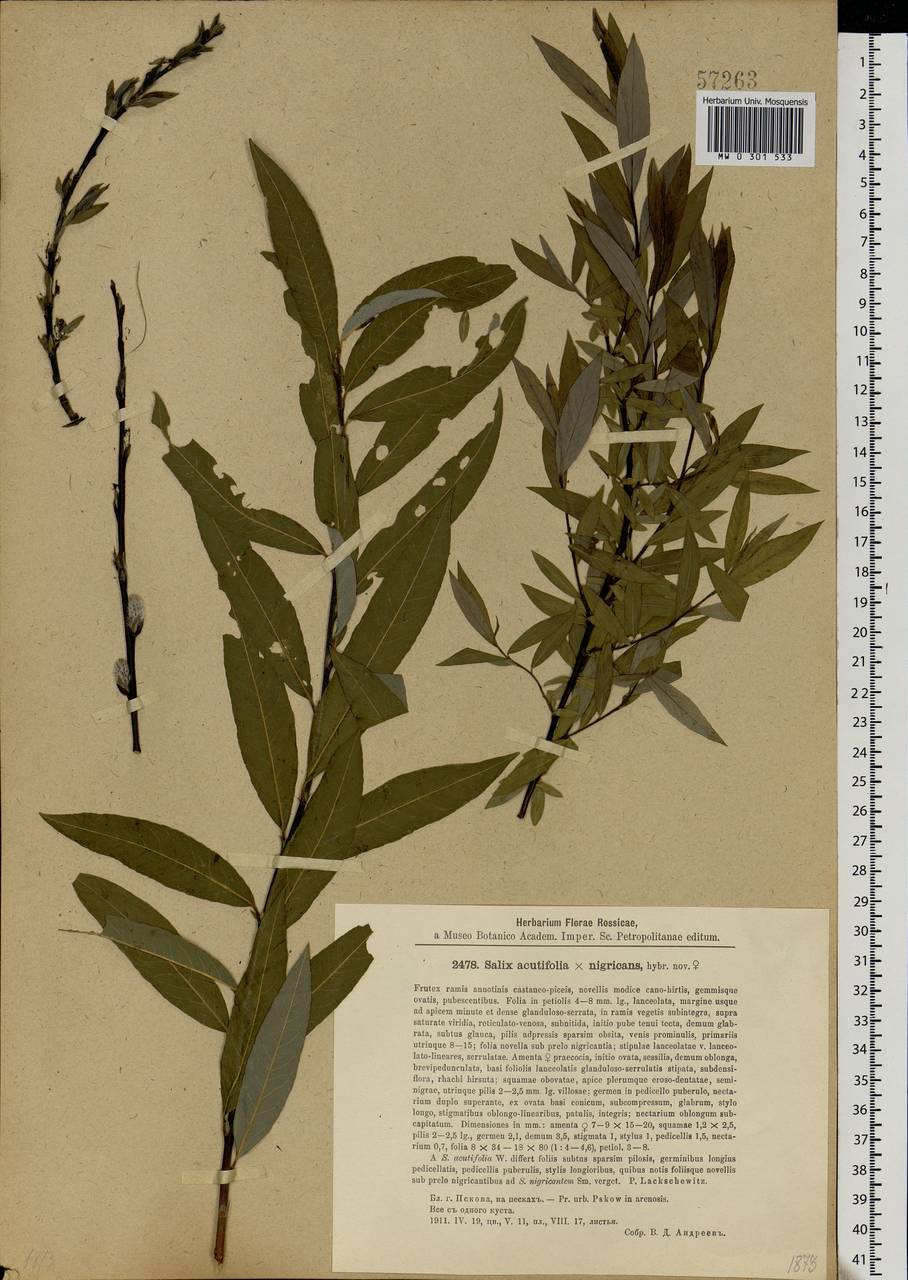 Salix acutifolia × myrsinifolia, Eastern Europe, North-Western region (E2) (Russia)