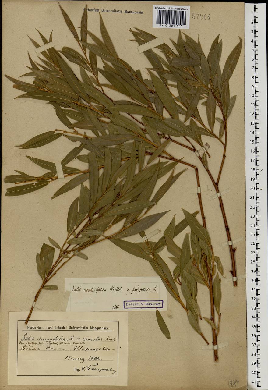 Salix acutifolia × purpurea, Eastern Europe, Lower Volga region (E9) (Russia)