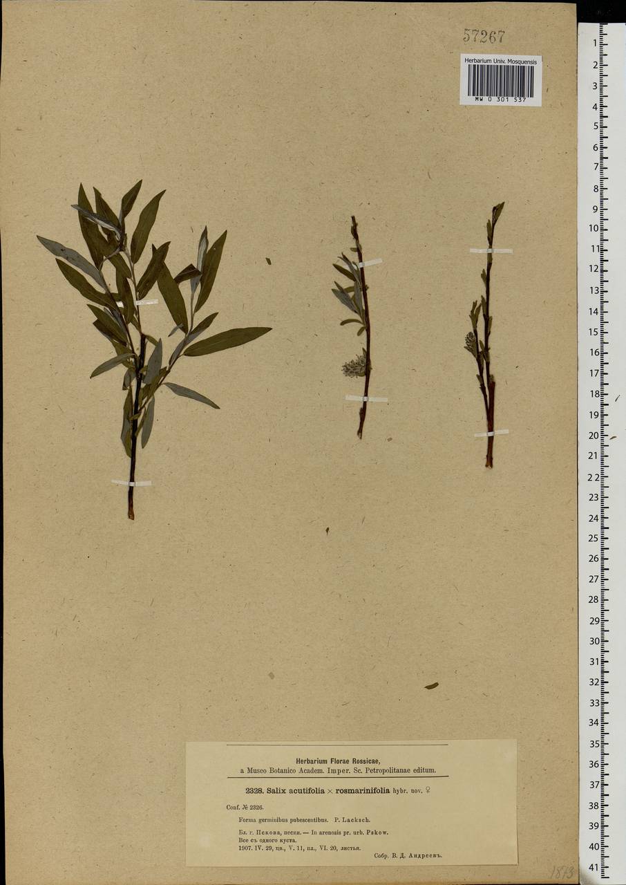 Salix acutifolia × rosmarinifolia, Eastern Europe, North-Western region (E2) (Russia)
