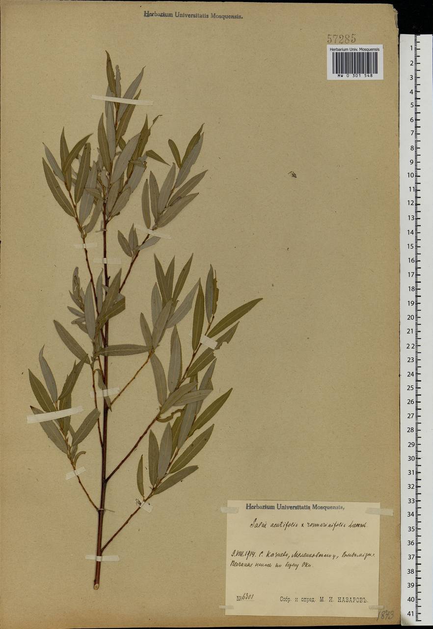 Salix acutifolia × rosmarinifolia, Eastern Europe, Central region (E4) (Russia)