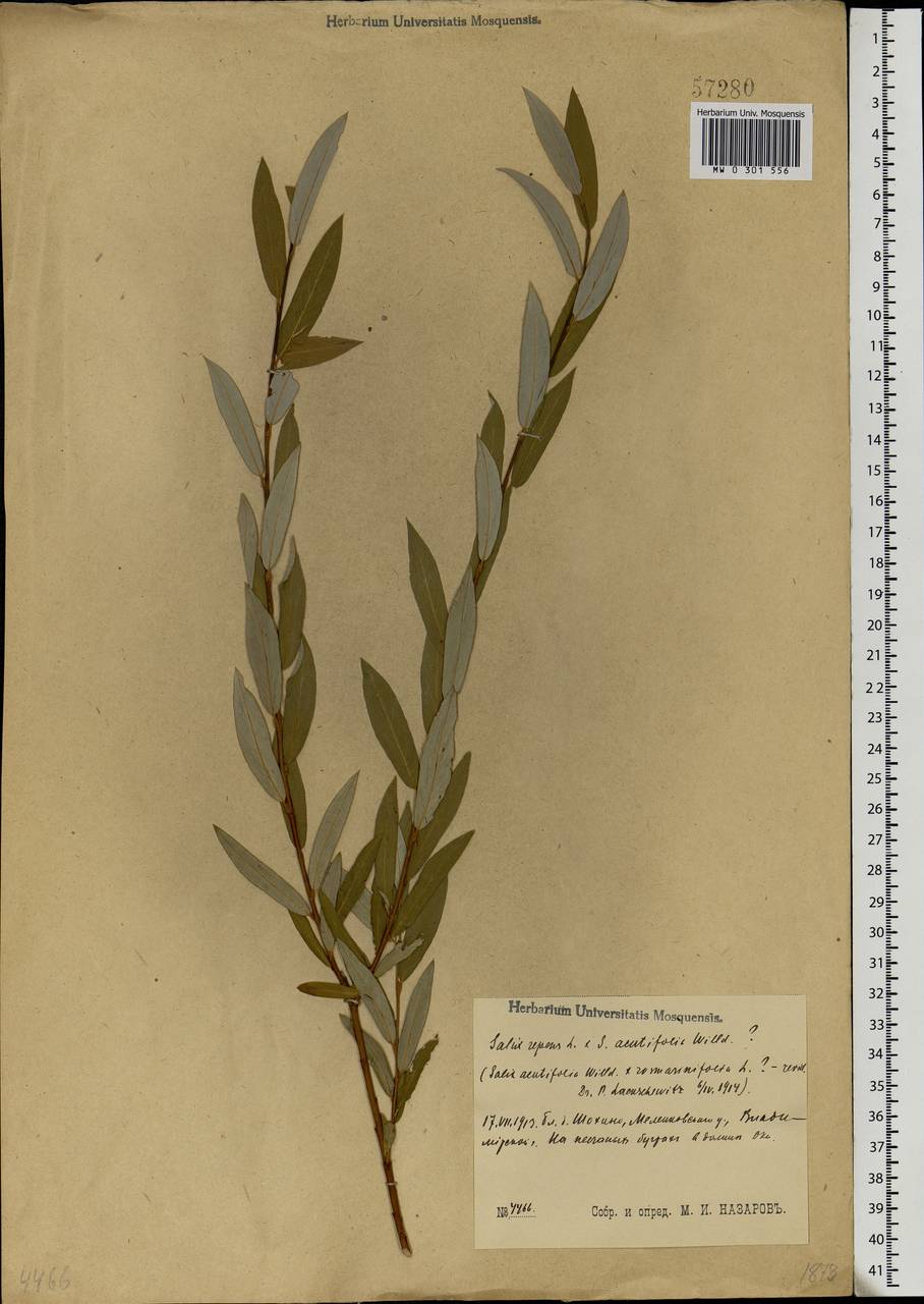 Salix acutifolia × rosmarinifolia, Eastern Europe, Central region (E4) (Russia)