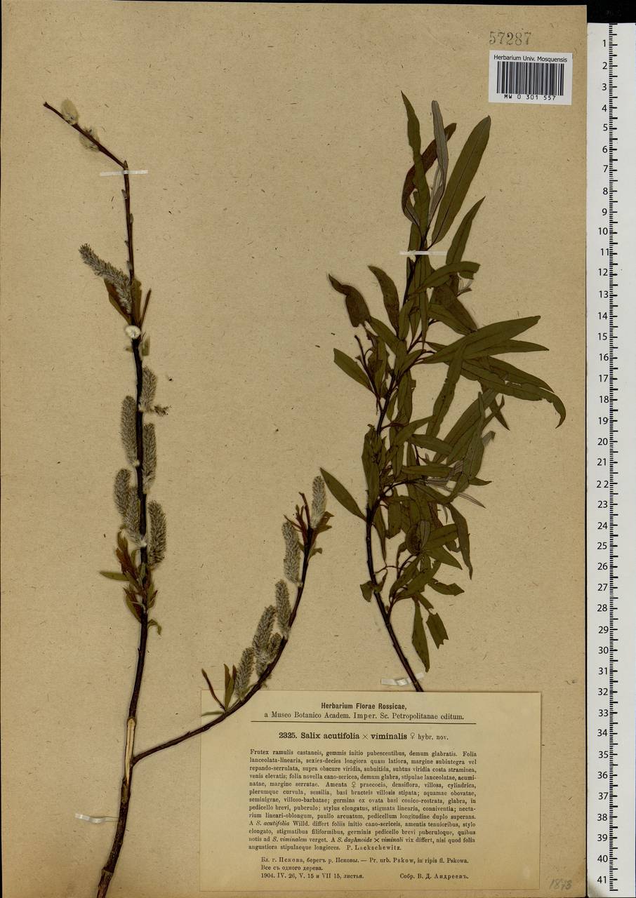 Salix acutifolia × viminalis, Eastern Europe, North-Western region (E2) (Russia)