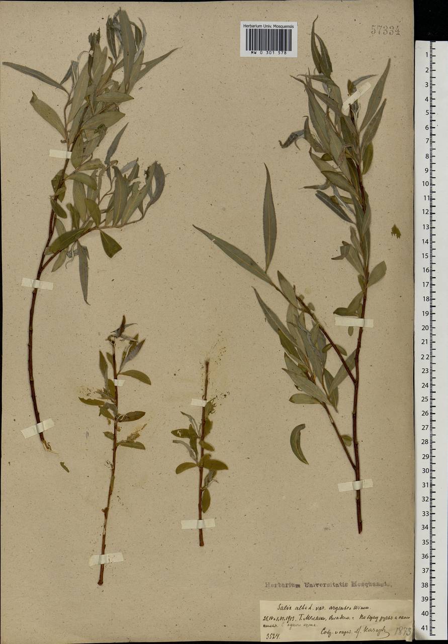 Salix alba L., Eastern Europe, Central region (E4) (Russia)