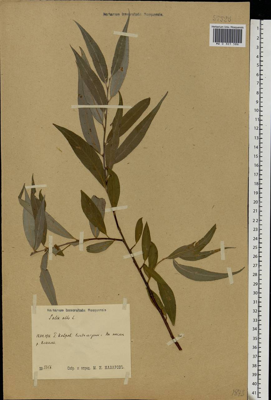 Salix alba, Eastern Europe, Central region (E4) (Russia)