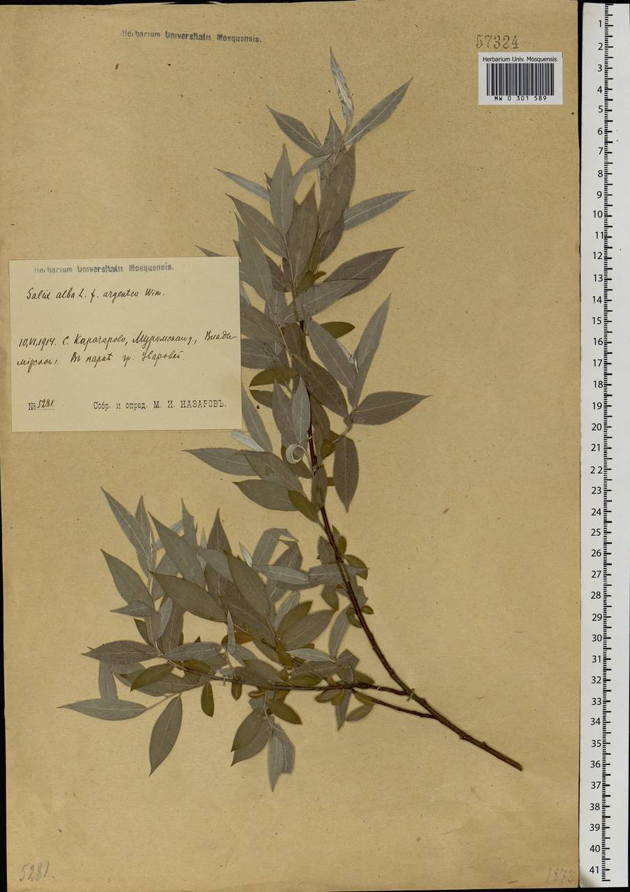 Salix alba, Eastern Europe, Central region (E4) (Russia)