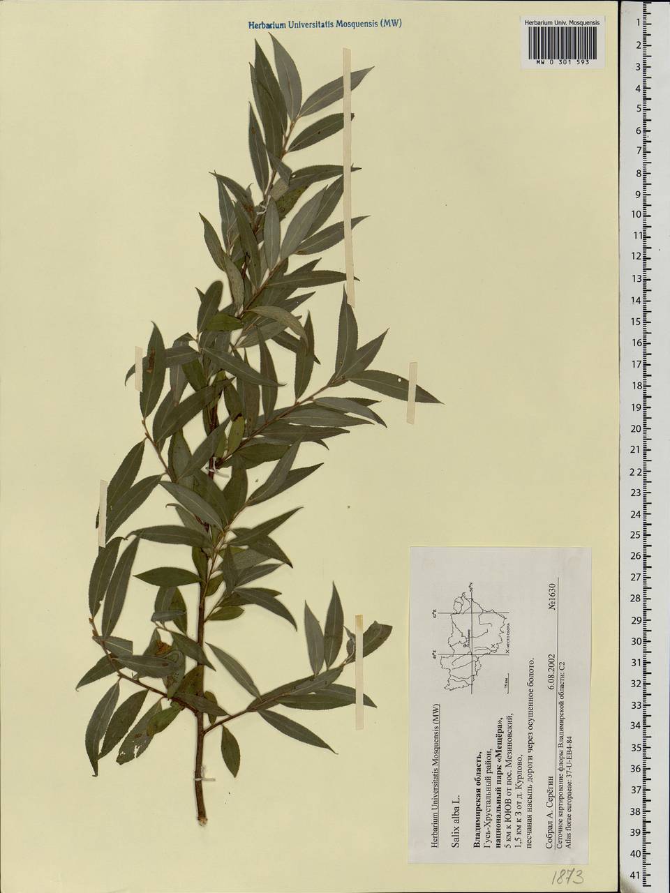 Salix alba, Eastern Europe, Central region (E4) (Russia)