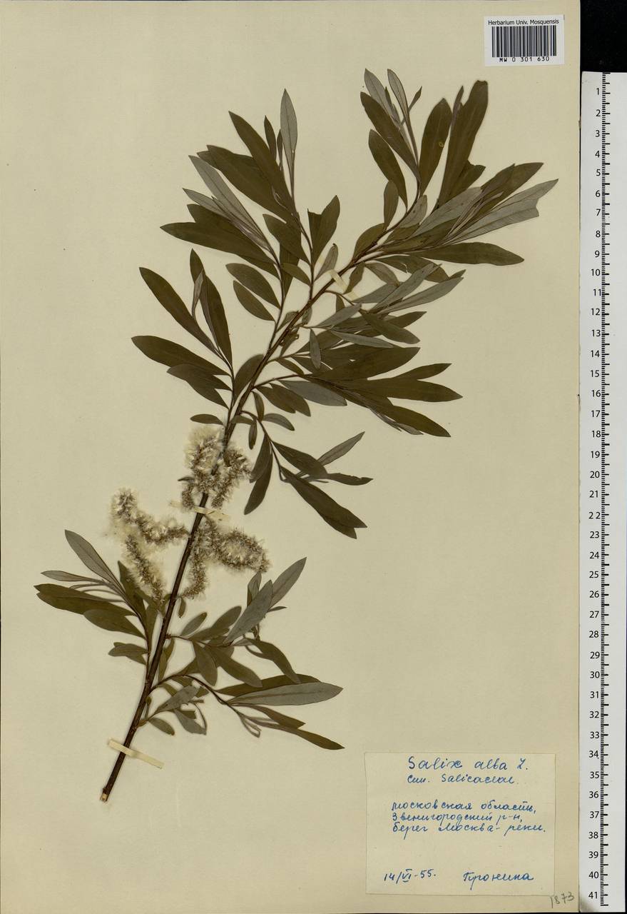 Salix alba L., Eastern Europe, Moscow region (E4a) (Russia)